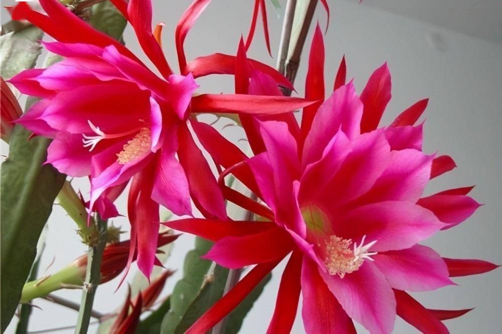 "令箭荷花"这样养,能开几个月,花很大很艳很华丽,一朵又一朵_开花