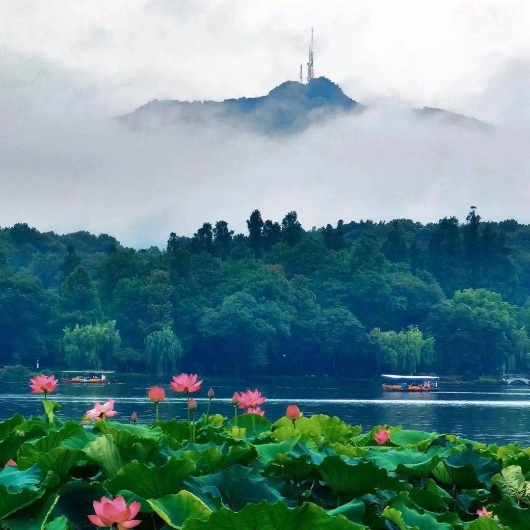 西湖夏日好风光,莲叶藕花处处香_荷花_@shallwe_江志清