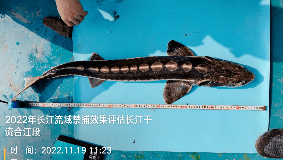 胭脂鱼《四川省重点保护水生野生动物名录》中的岩原鲤,中华鳖(团鱼