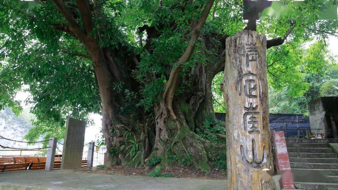 柳城這棵千年古樹和一段悽美愛情有關……_古樹林_崖山_保護