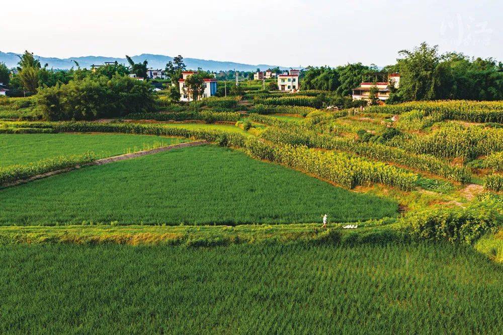 专稿丨泸县彩色稻田绘就"天府粮仓"_水稻_乡村_方洞镇