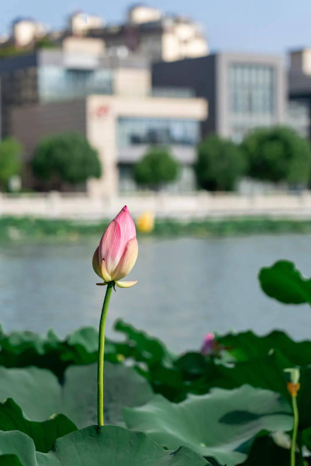 没有一位新北妈妈,会拒绝这组头像06_荷花_常州_荷塘