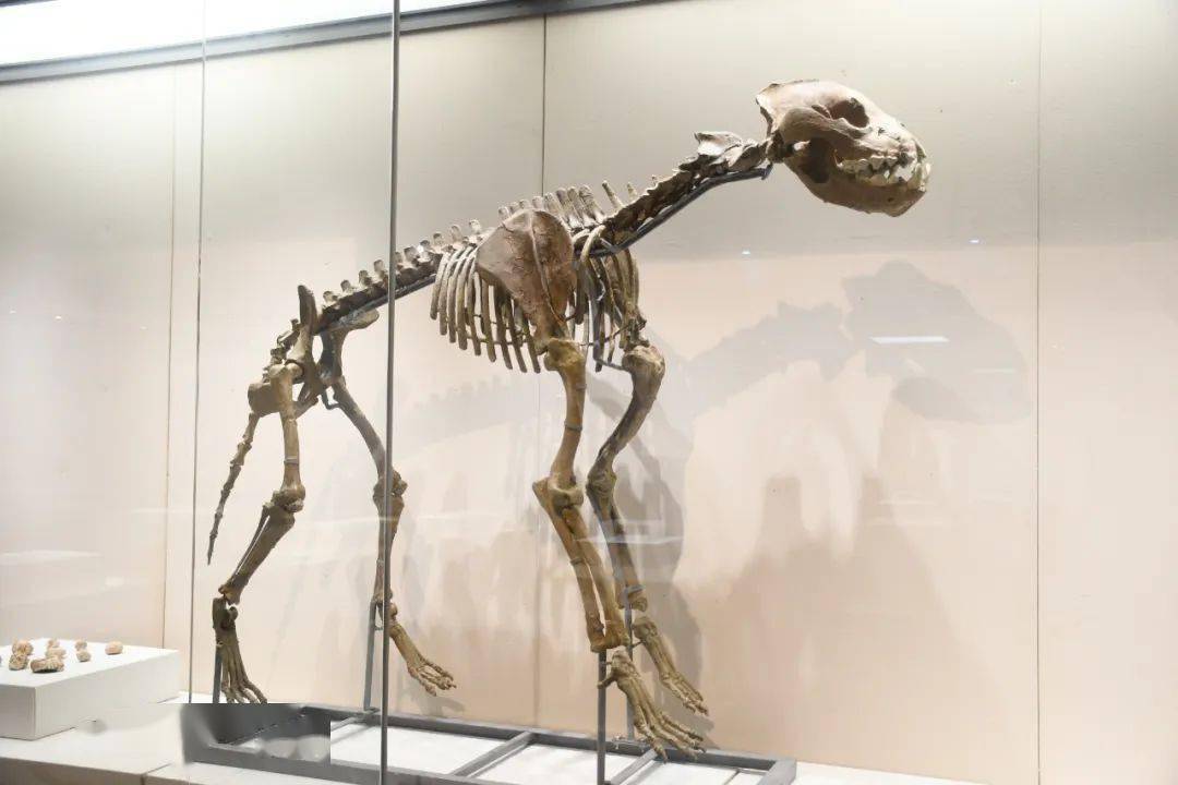 "我"从远古走来——周口店北京人遗址文物展开展了