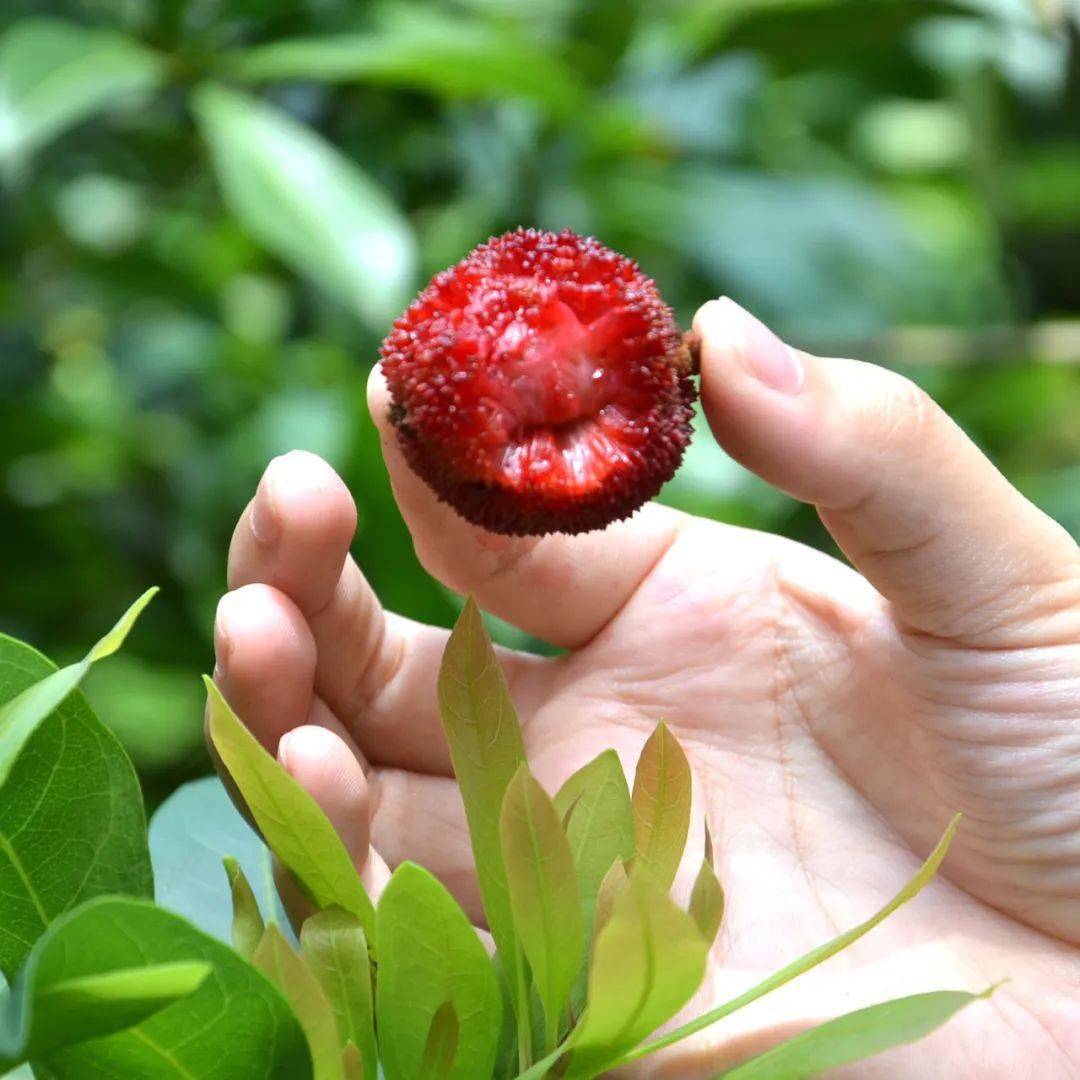 67产地食材 ▎仙居东魁杨梅,甄选好果,鲜甜爆汁不酸牙!