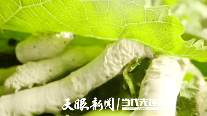 织金县熊家场镇:种桑养蚕打通发展新“丝”路_白马村_产业_张健忙