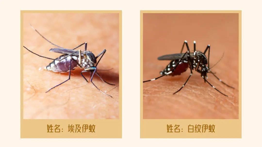 什么血型最招蚊子图片