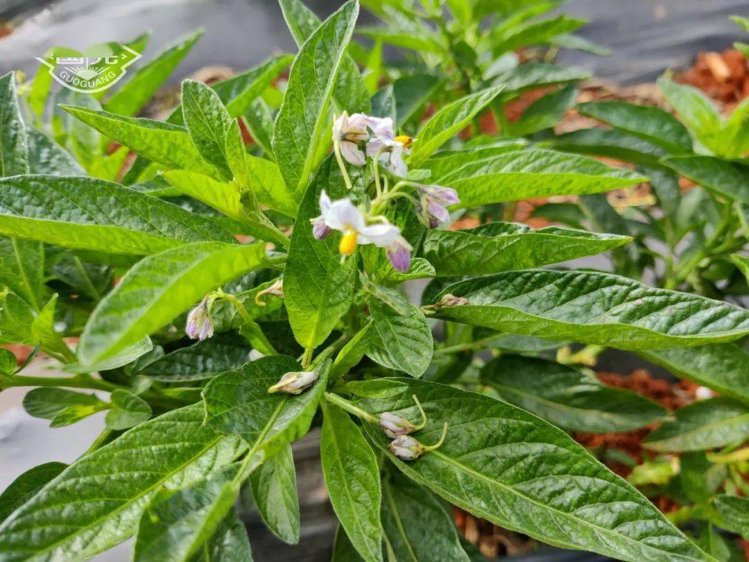 人参果坐果难,国光有方案