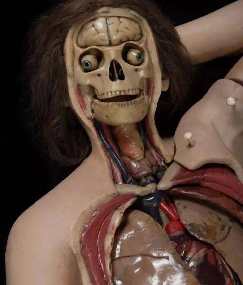 解剖维纳斯:从尸体中诞生的女神,在注视下被层层肢解_模型_蜡质_结构