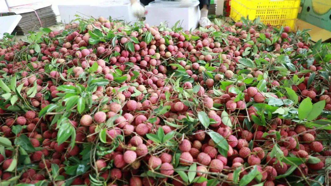 桂平麻垌荔枝, 甜!