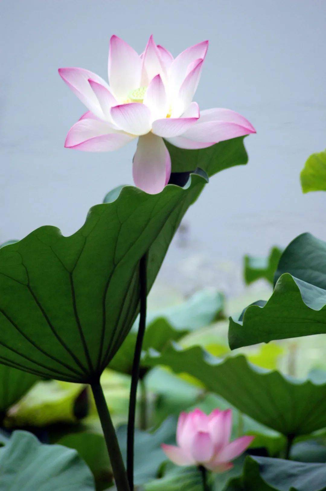 许昌护城河荷花图片图片