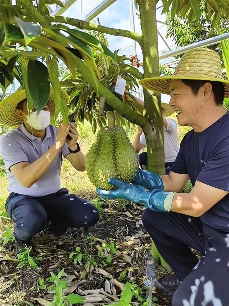 年產不及進口量的萬分之一,吃貨們心心念唸的國產榴蓮