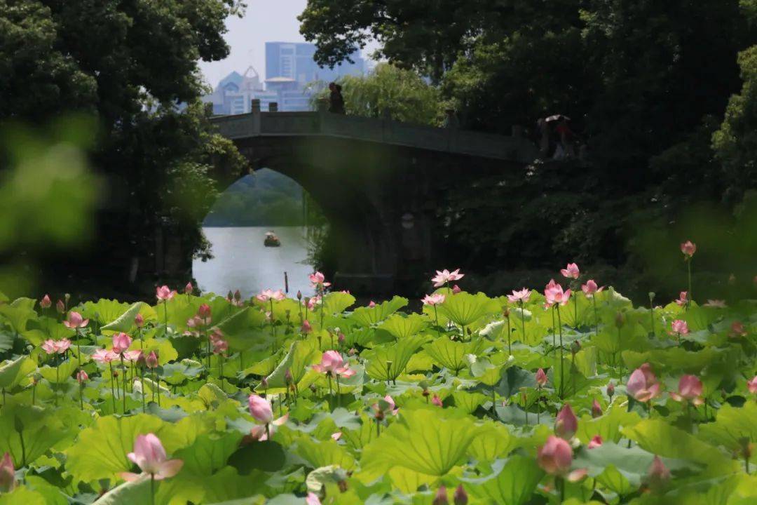 《踏莎行·游曲院风荷》庄灿煌