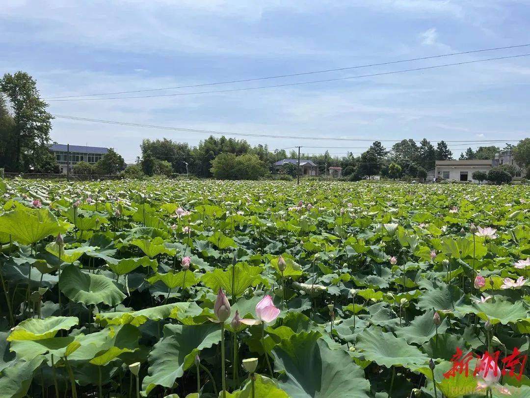 湘潭县柳桥村:土地"转"出致富路_种植_辣椒_湘潭市