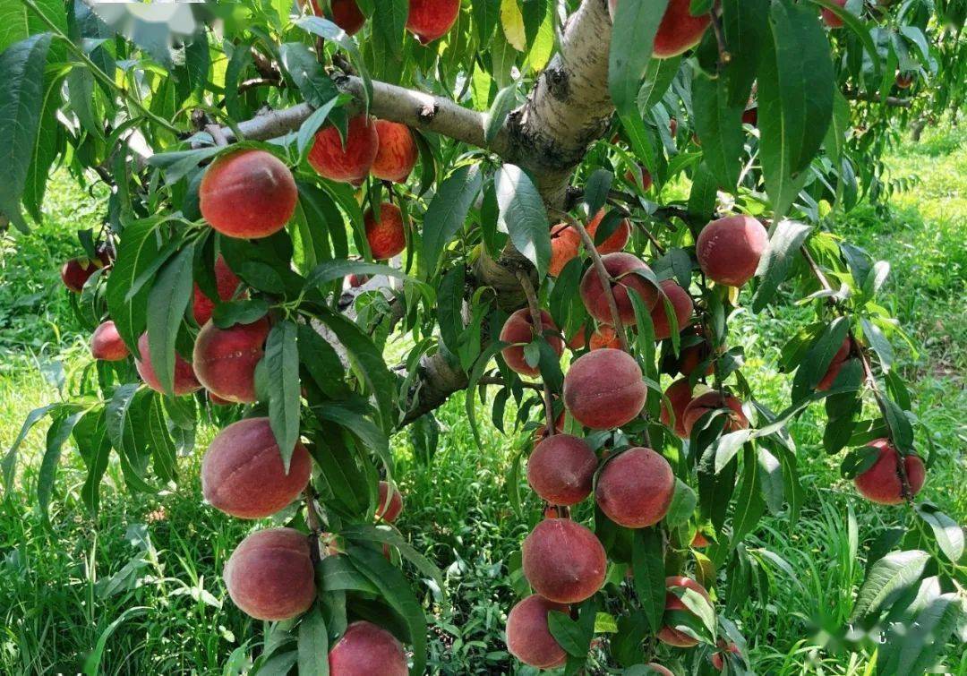 果园乡丨桃子喜丰收 硕果满枝头