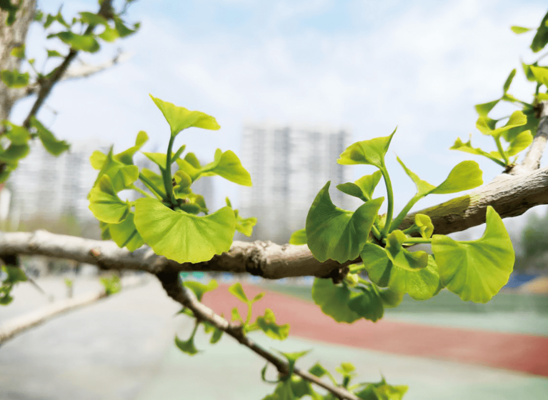 小石积下山桩怎样栽培图片