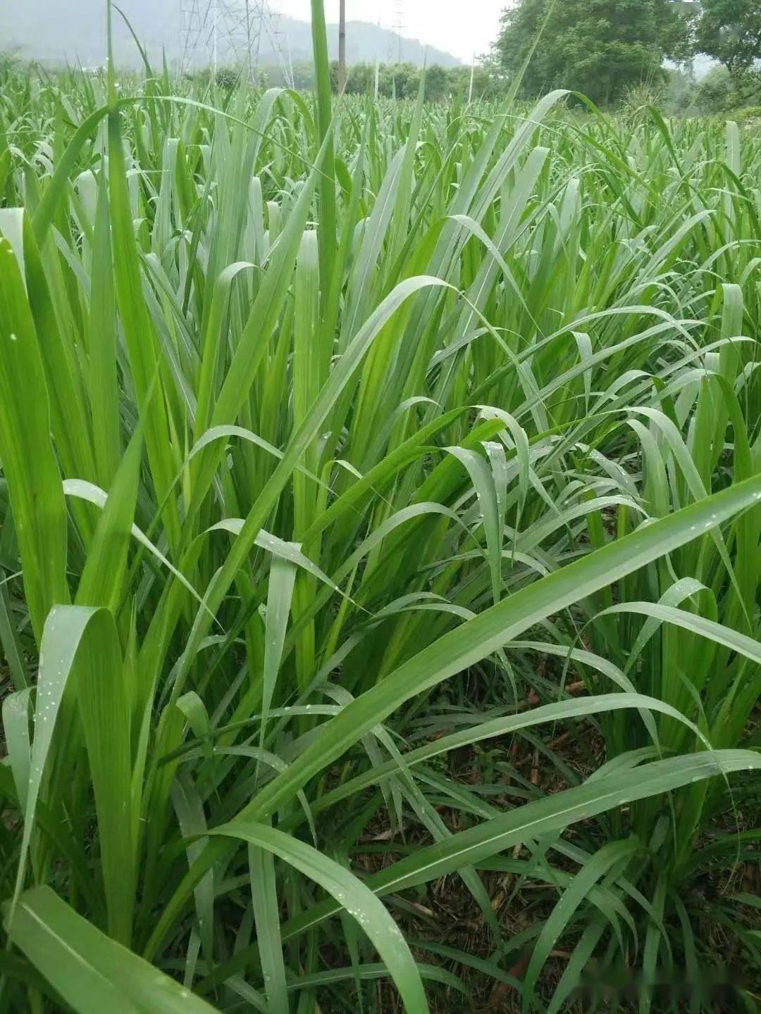 【视频】皇竹草,糖蔗3号牧草,高稻草2号牧草等牧草饲喂草鱼采食量低?