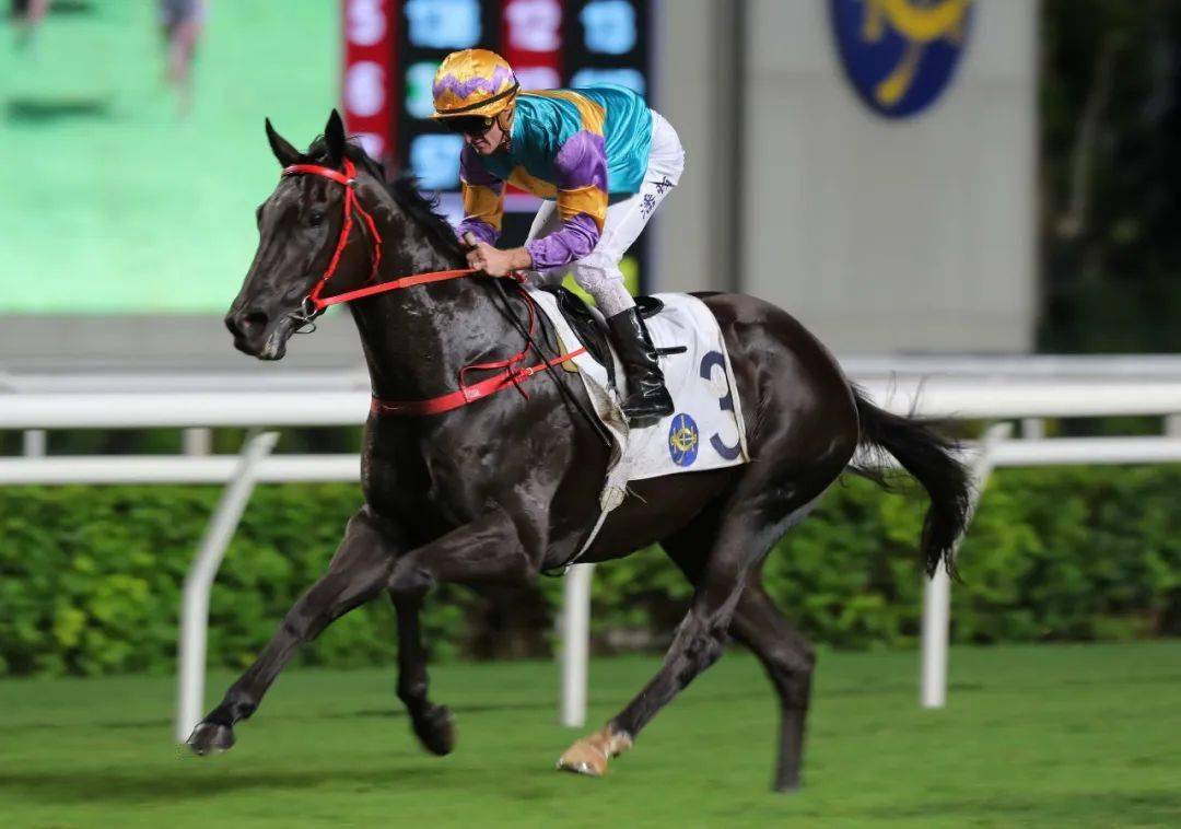 【郑厩达标】郑俊伟赢「爱马善」成功上岸 潘顿季