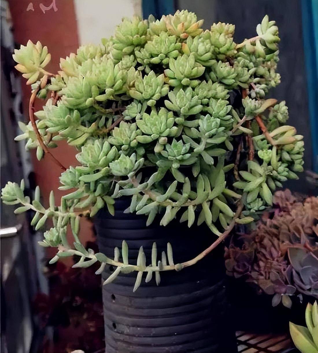 玫瑰_丽娜_美人