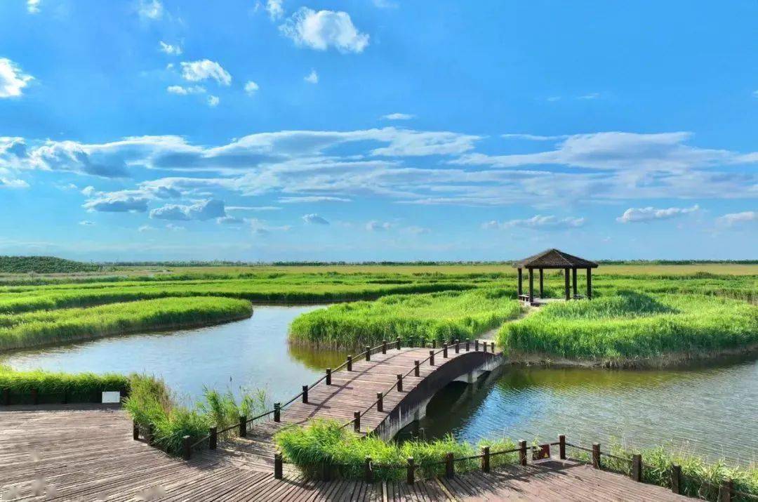 南大港湿地生态修复纪实_鸟类_自然资源_保护