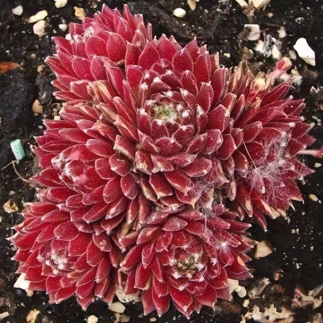 sempervivum georgette海姆里克天狼星sempervivumsirius紫牡丹