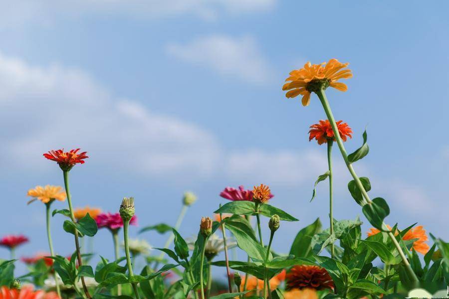 看临沂|(60)格桑花,百日菊竞相绽放_隧道_海洋_阳光