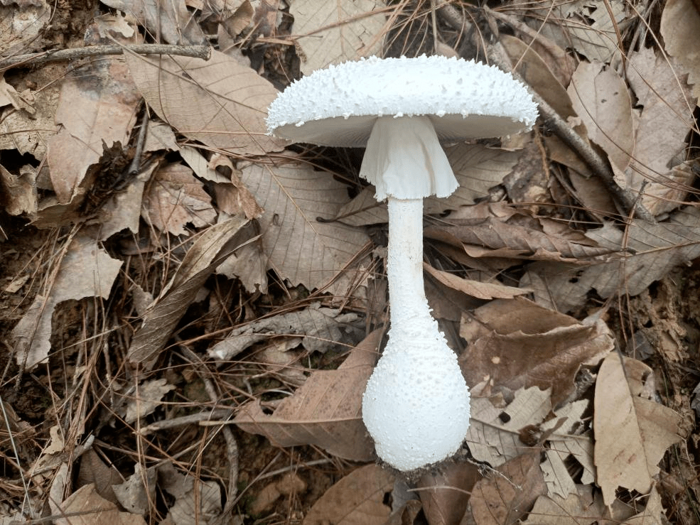"芝麻菌"可能也有毒!_斑鹅_amanita_小豹