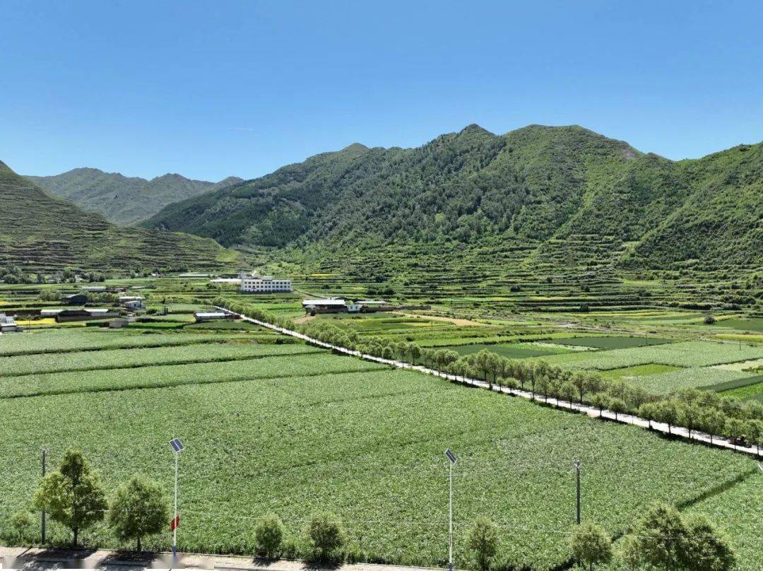 临潭洮滨镇:产业做支柱铺就致富路