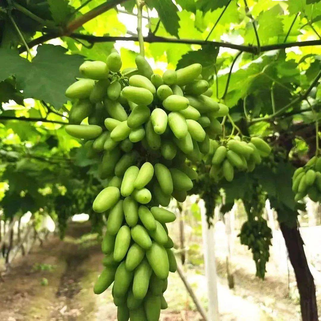 "萄"醉一夏 | 宁波九龙湖养生阁葡萄采摘正当时,欢迎来采摘~_活动