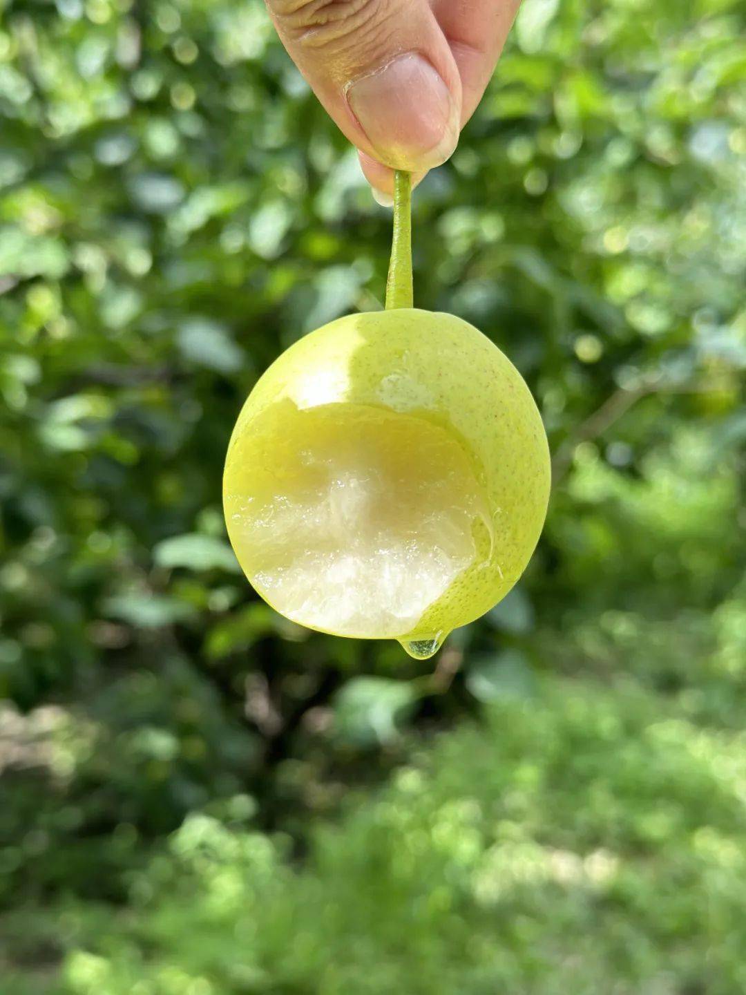 产地食材 ▎吸满太阳精华的小蜜梨:丁香蜜梨,鲜脆爽口,清冽甘甜