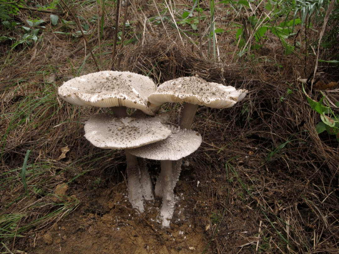 "芝麻菌"可能也有毒!