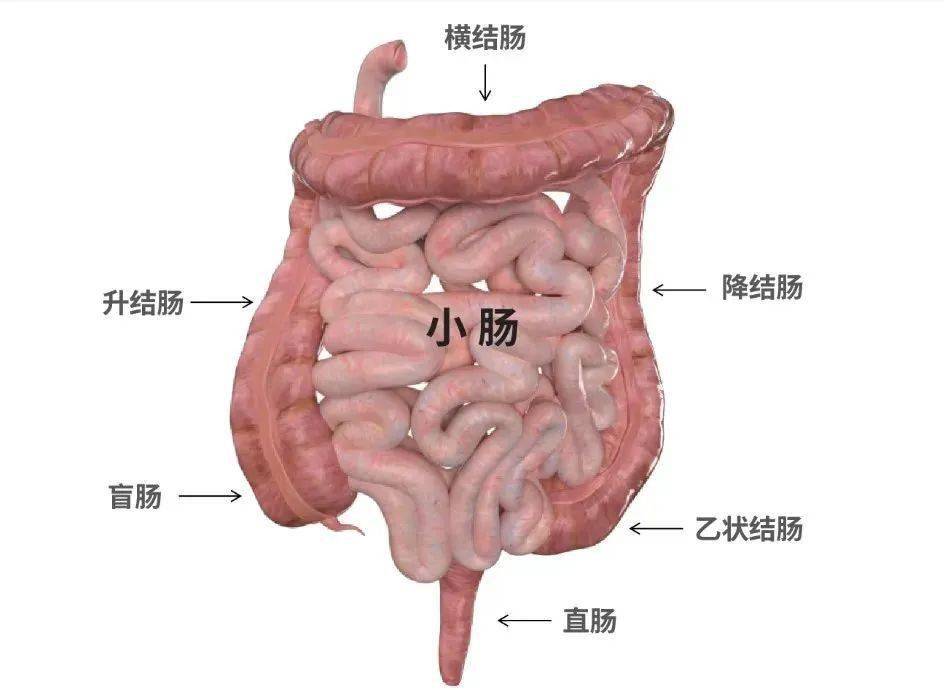 吃泻药差点整出人命,外科医生手术中惊出一身冷汗…_肠道_检查_进行