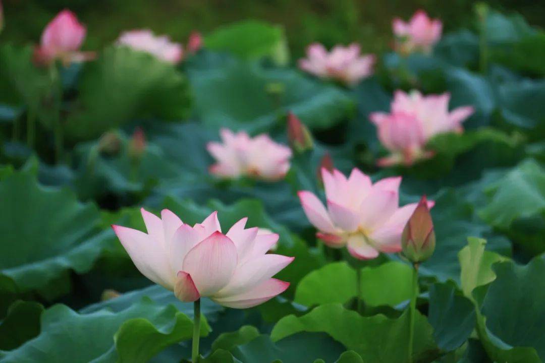 绿美陆河 邀您赏荷!共联的荷花开啦!快来打卡_夏天_荷叶_地址