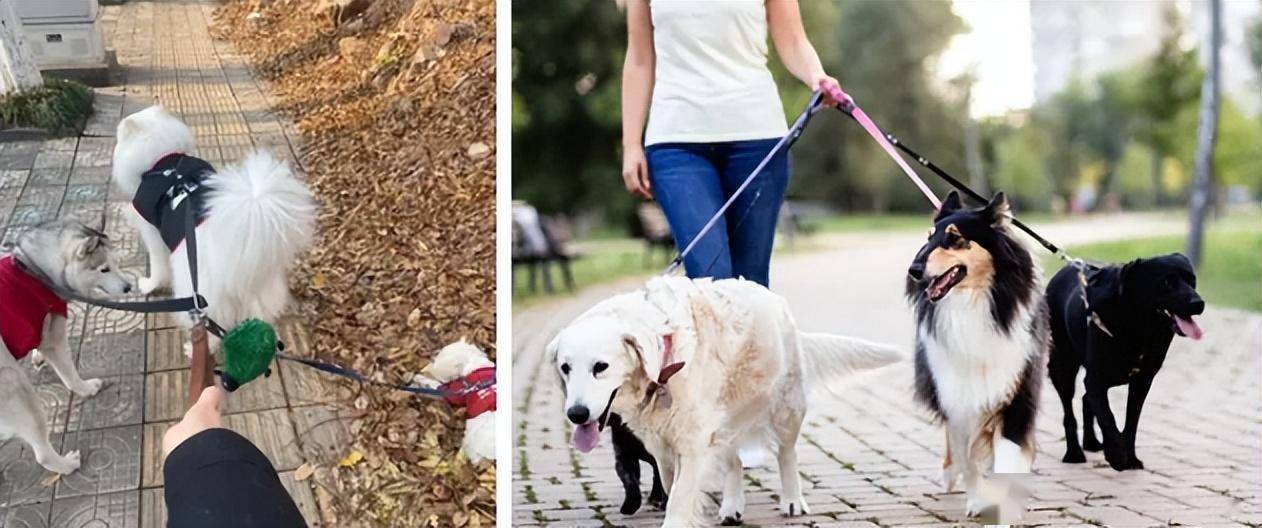 新职业:代遛狗_生活_服务_宠物