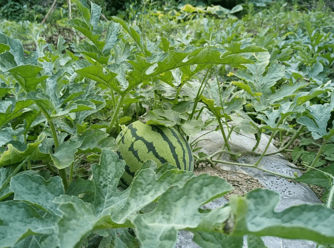 7月中旬成熟上市预计亩产可达8000余斤结出的西瓜皮薄,个大,味甜禁用
