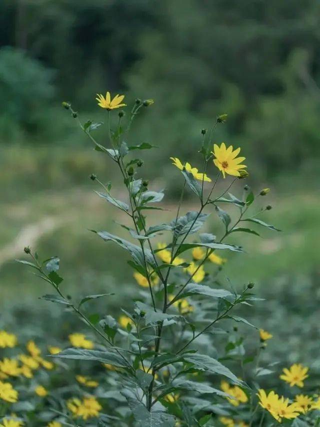 胰岛果开花图片图片