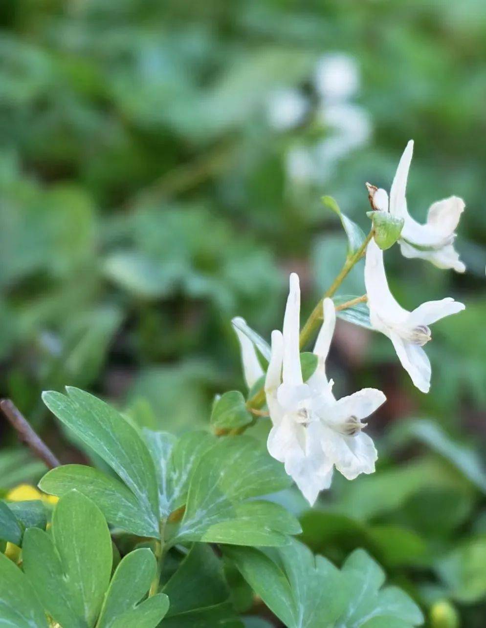 陈巨飞 | 如果感到幸福,就种一畦小鹅花_匡冲_母亲_放鹅