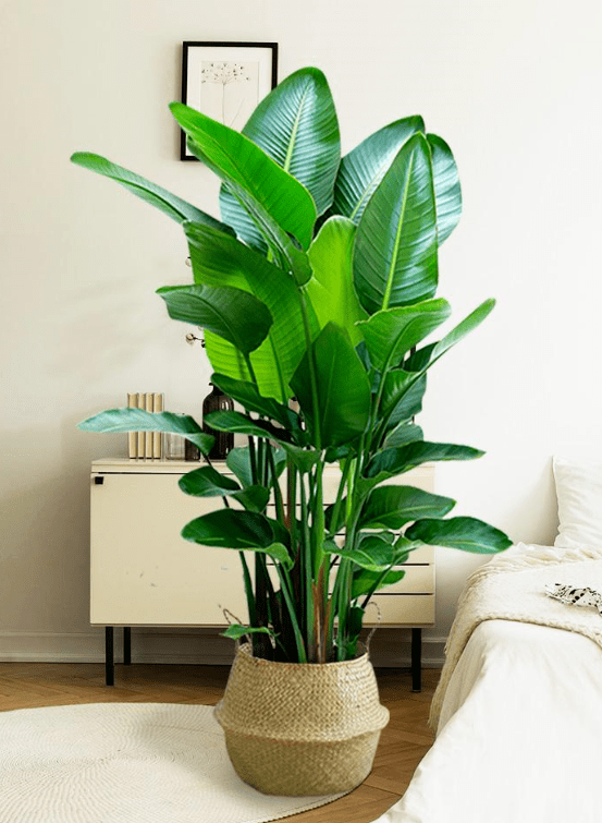 家中绿植的选择及摆放,养护攻略,为生活增添一点生机活力~_植物_叶榕