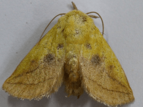 北京地区7月份主要林木有害生物监测防治历_幼虫_叶片_危害