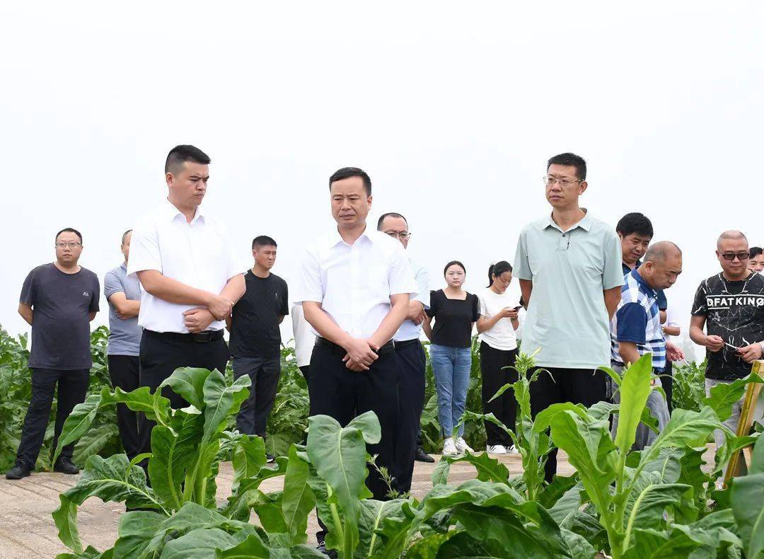 道真召开2023年烟叶结构调整暨烟叶烘烤现场观摩会_工作_烤烟_生产