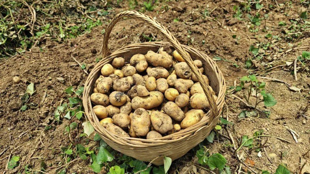 乡村振兴 土豆生金 长阳贺家坪镇第三届高山土豆节成功举办_种植_活动