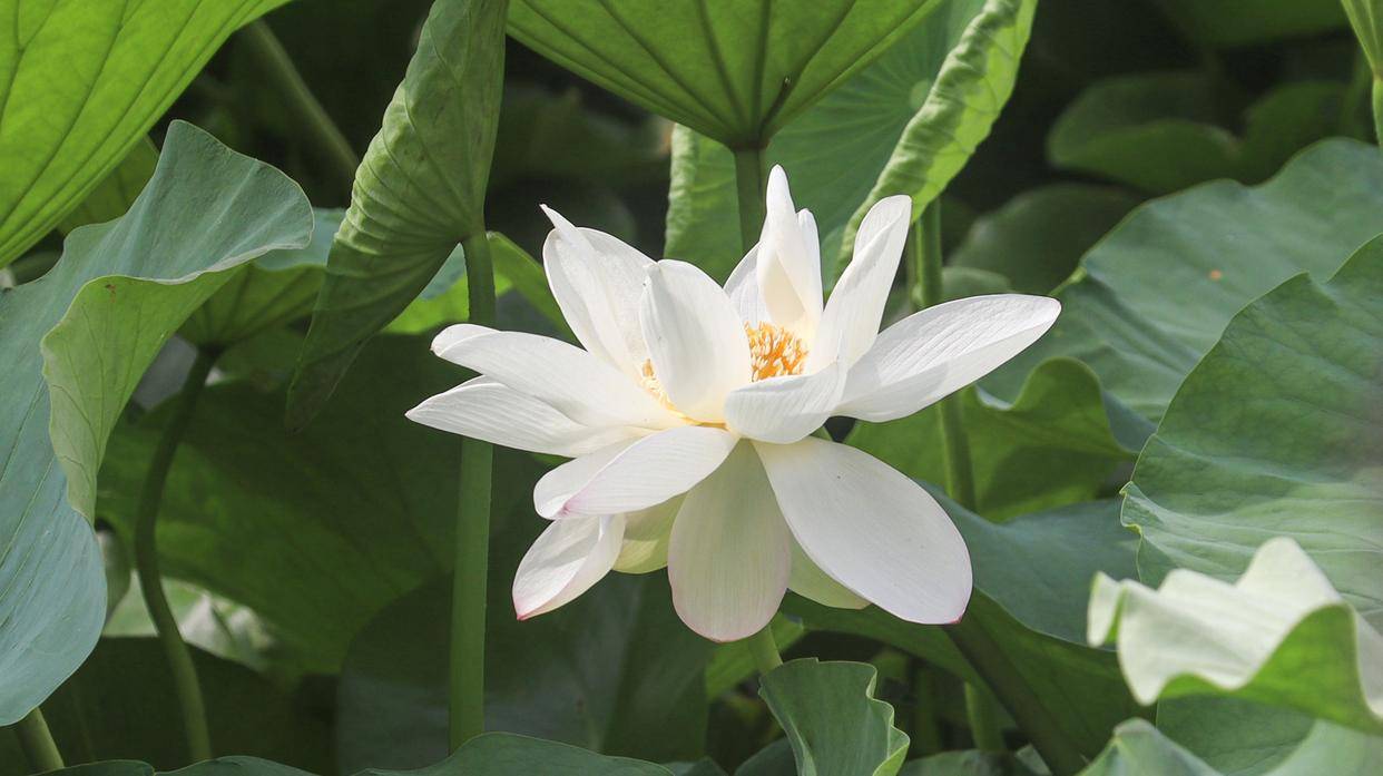 武汉:小暑荷花盛 盛夏蝉鸣中_荷叶_投诉_消费者