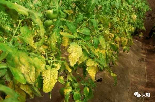 叶霉病进入高发期，危害特别严重，可要注意防治