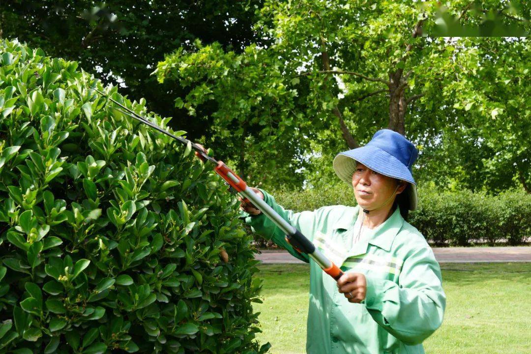 示范区城管局 科学调整作业时间 做好夏季绿化养护工作