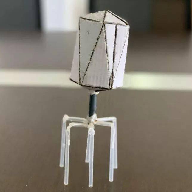 生物学自制模型成品及说明,太精美!