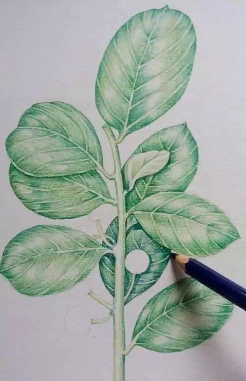 彩铅手绘的一组小植物画