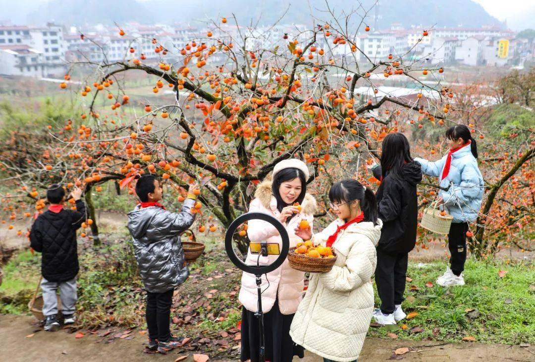 欢迎来自世界各地的伙伴们来到金华尝一尝永康特产方山柿哦!