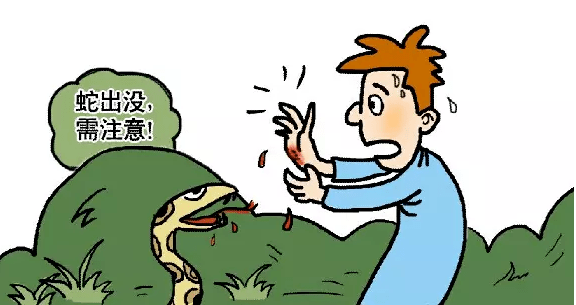 广西一大爷睡觉时被不明动物咬伤,以为是老鼠,结果是……_处理_毒蛇