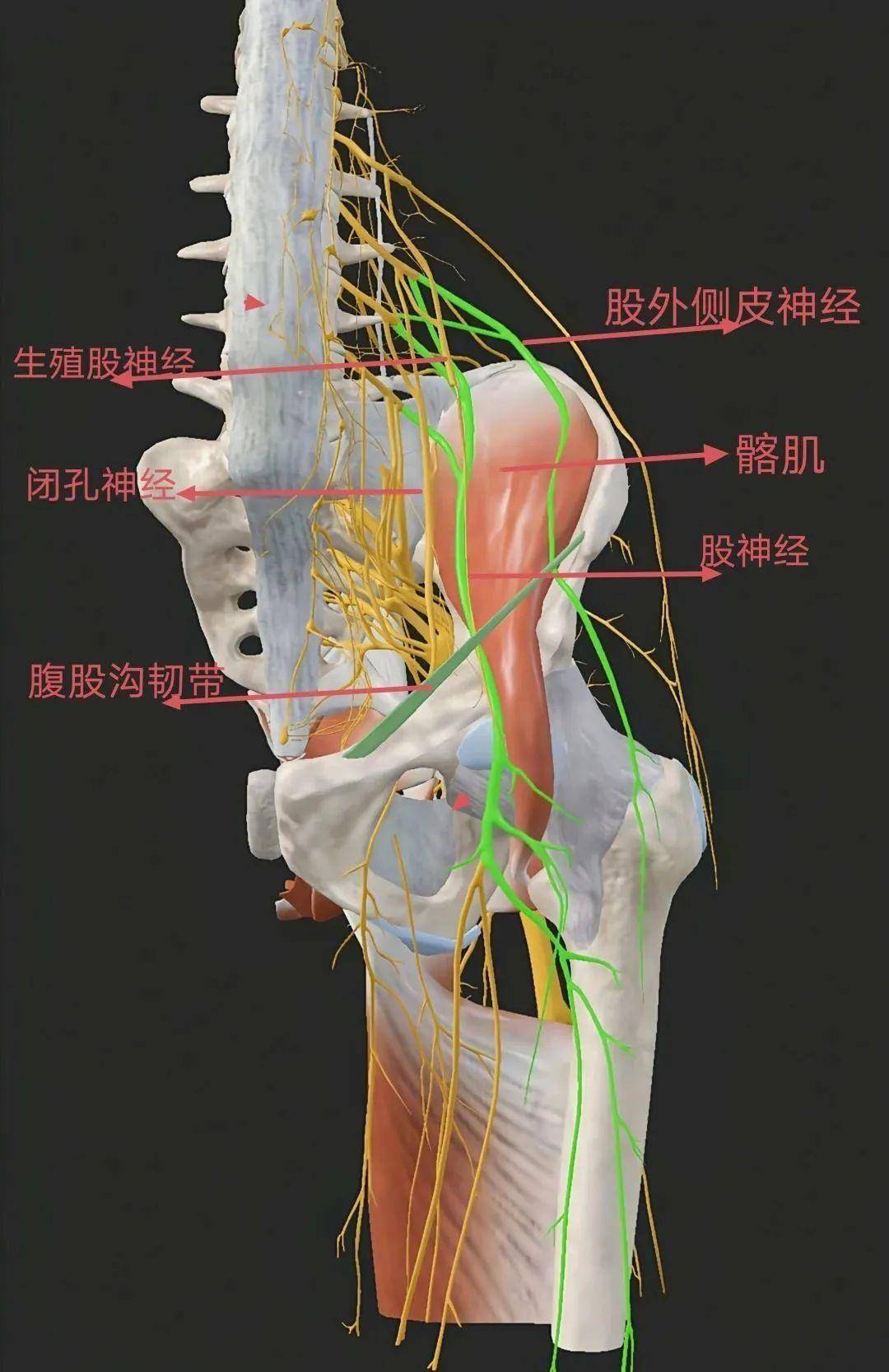 臀部血管神经分布图片