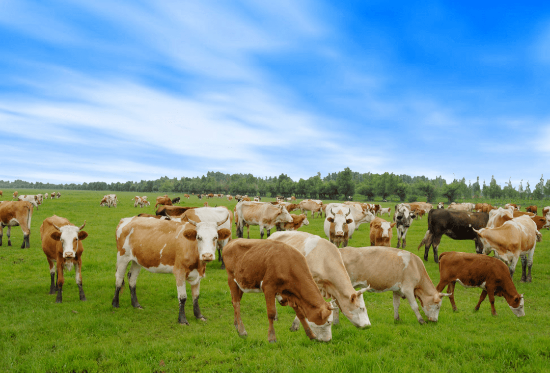 内蒙古10斤牛肉中全国人民吃的5斤羊肉作为"农牧业大户""黄金地带"都