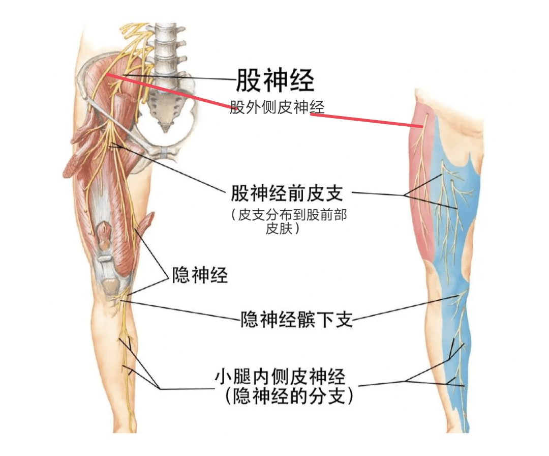 髂筋膜间隙阻滞图片